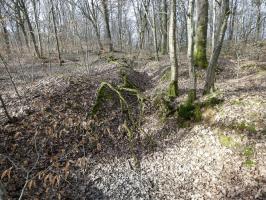 Ligne Maginot - PFAFFENKLAUSERBUSCH 2 - (Blockhaus pour arme infanterie) - Les tranchées à proximité.