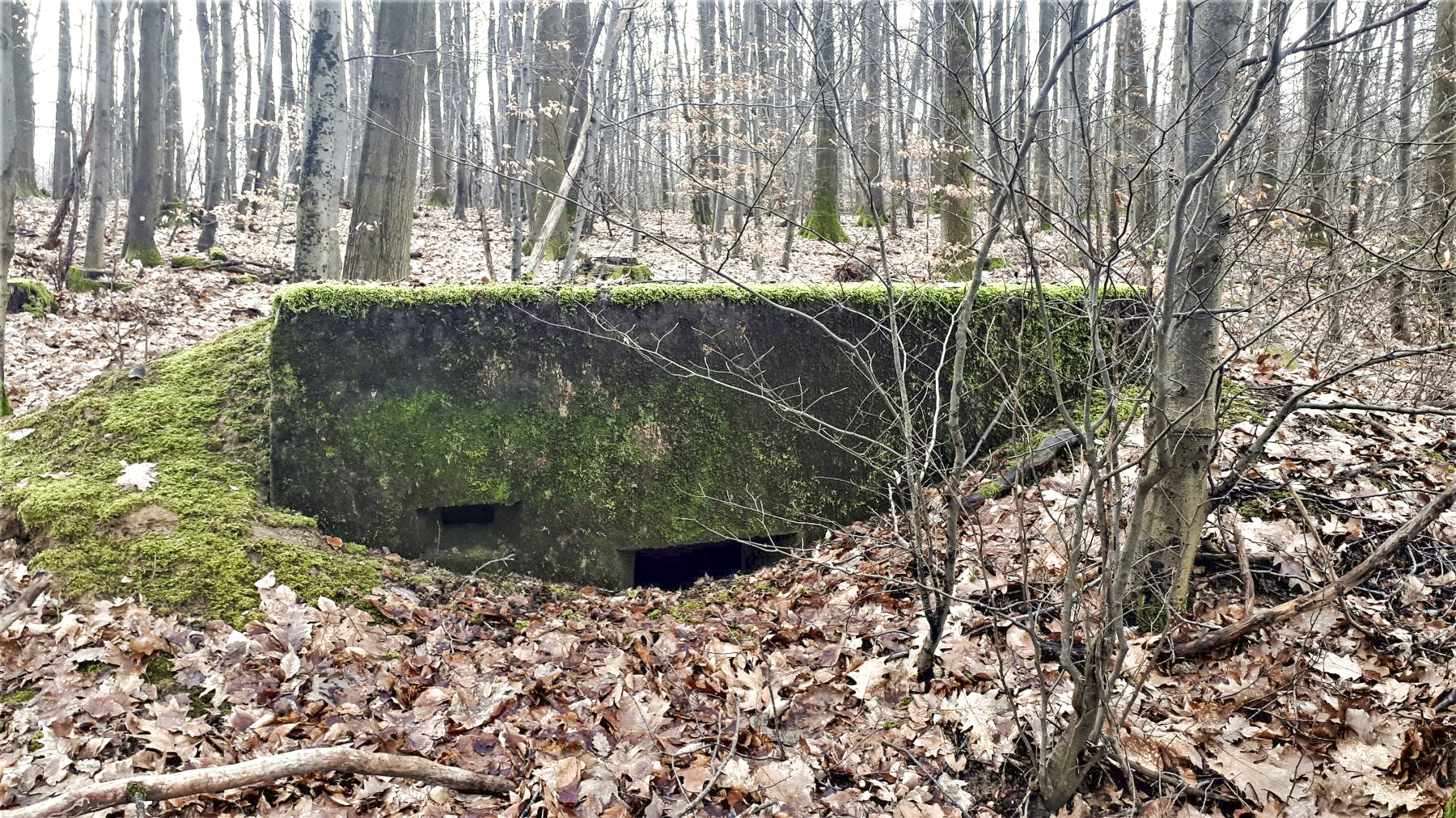 Ligne Maginot - OBERWALD 1 - (Blockhaus pour arme infanterie) - 