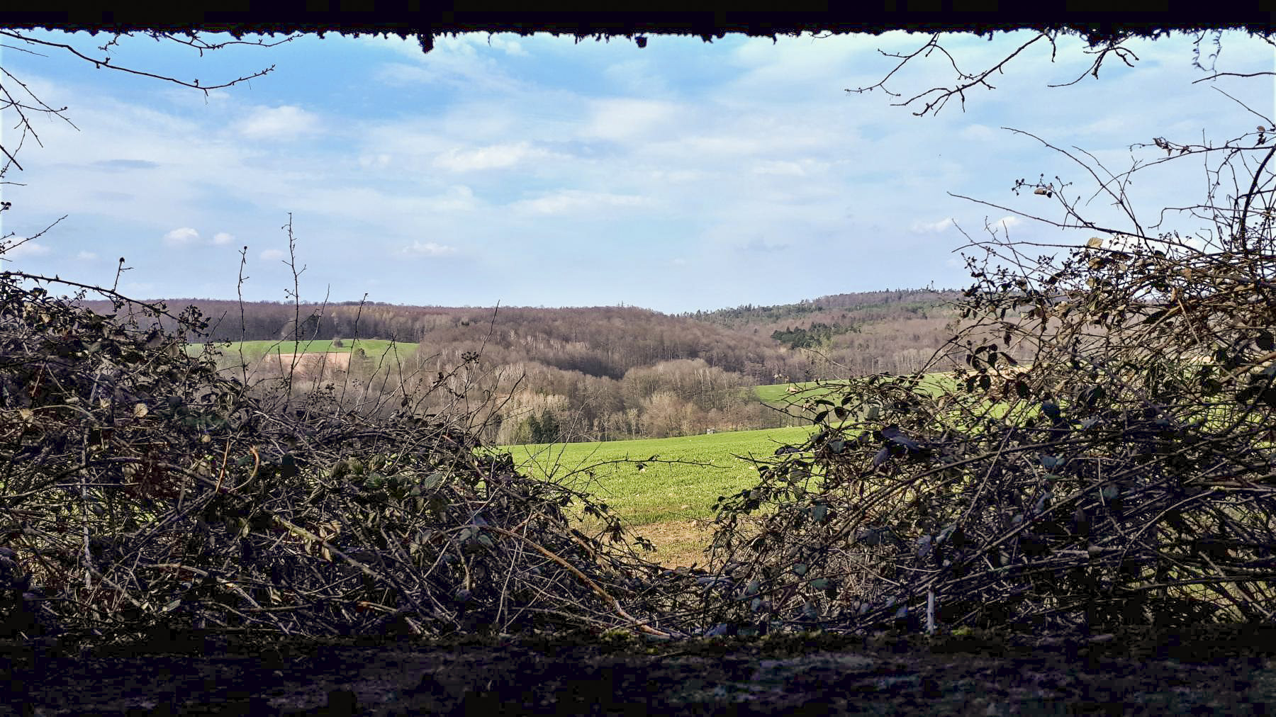 Ligne Maginot - PFAFFENBRONN 8 - (Blockhaus pour arme infanterie) - Vue depuis le créneau