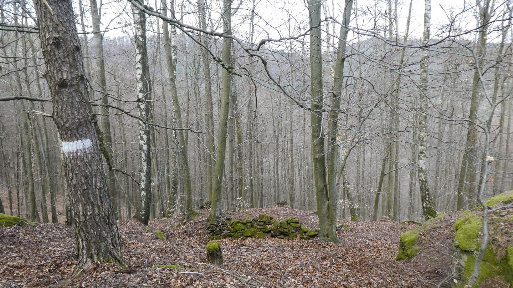 Ligne Maginot - HAUT-WARSBERG (POINT D'APPUI) - (Divers) - Reste d'organisations défensives