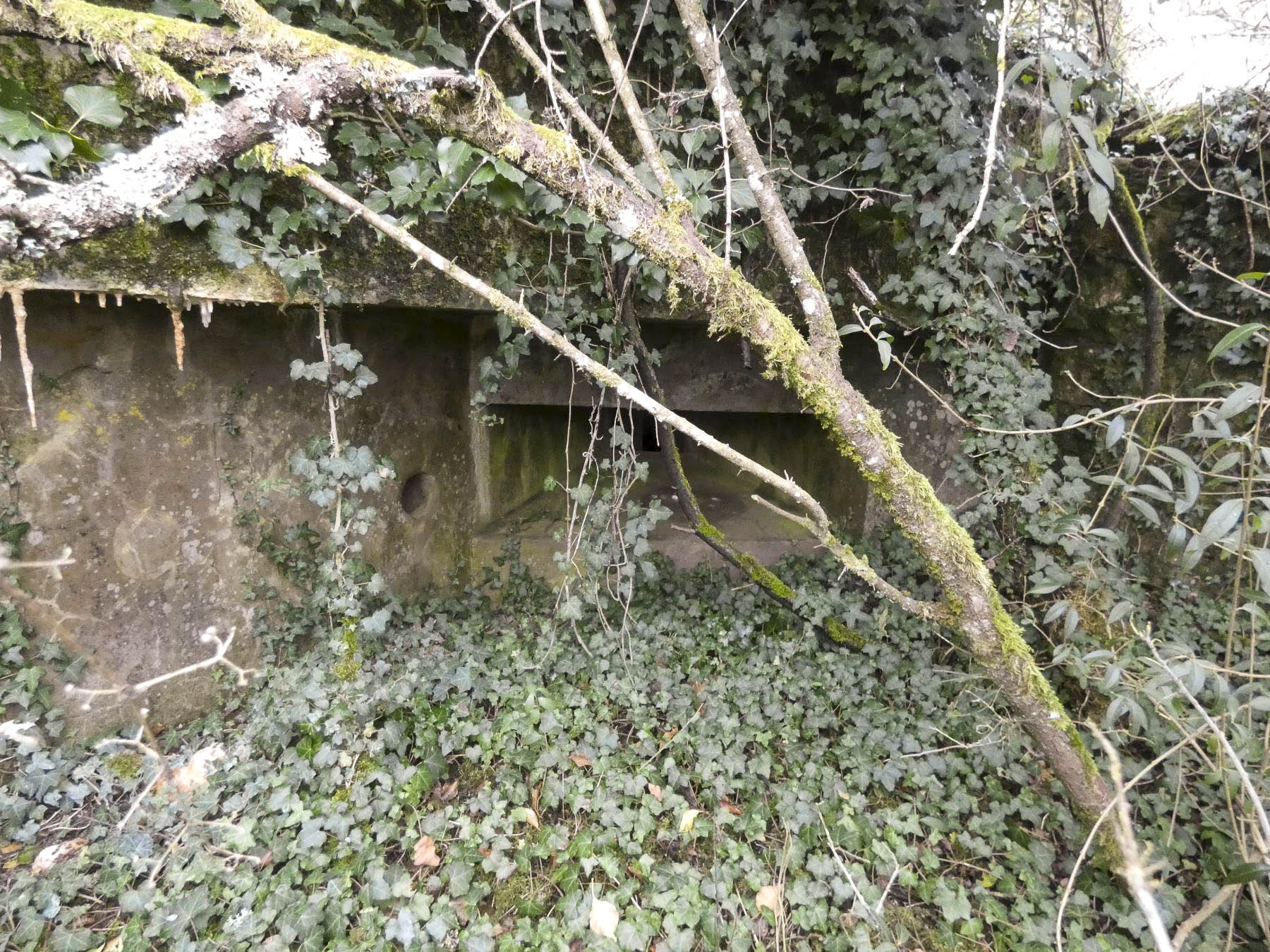 Ligne Maginot - BB8 - KOBENBERG - (Blockhaus pour canon) - A travers les branches, le créneau mitrailleuse vers Hobling.