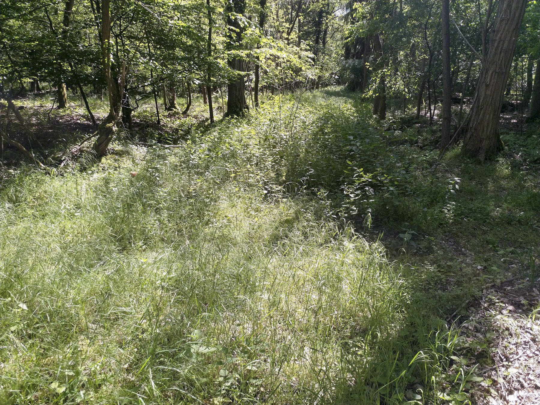 Ligne Maginot - GEUDERTHEIM - (Position ALVF) - Plateforme de la branche principale de la position