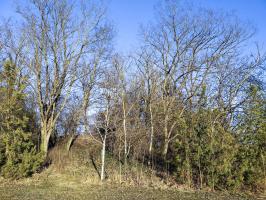 Ligne Maginot - 53/3 - BLODELSHEIM  NORD - (Casemate d'infanterie - Double) - Emplacement de la casemate.