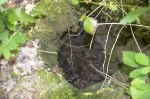 Ligne Maginot - 109 - STRENGWALD SUD - (Casemate d'infanterie - Double) - De nombreux trous sont présents sur les dessus du blockhaus. Ils permettaient de planter des pieux pour tendre les filets de camouflage.