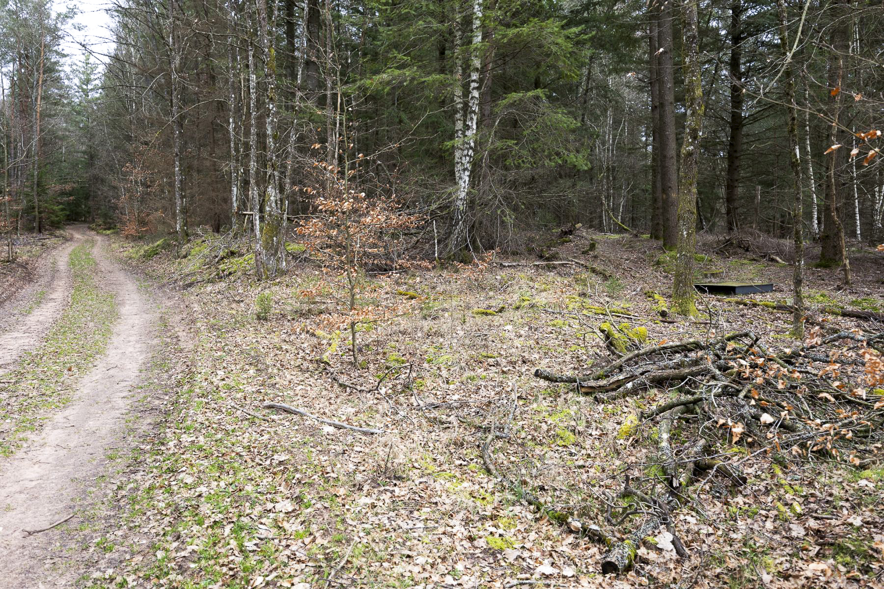 Ligne Maginot - B101 - (Chambre de coupure) - Vue depuis le chemin forestier  