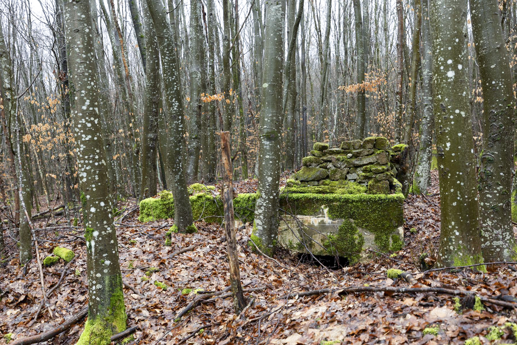 Ligne Maginot - MILKOPF (59° RAMF) - (Position d'artillerie préparée) - L'entrée de l'abri.