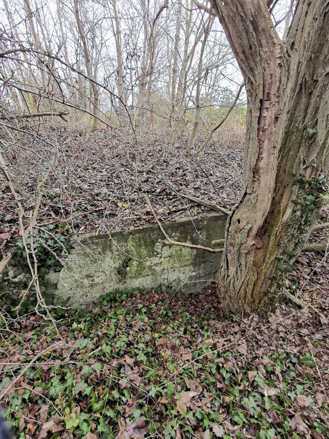 Ligne Maginot - KEMBS NORD 8 - (Blockhaus pour arme infanterie) - Complètement enseveli, on ne voit que le haut du côté droit (vers Kembs). 