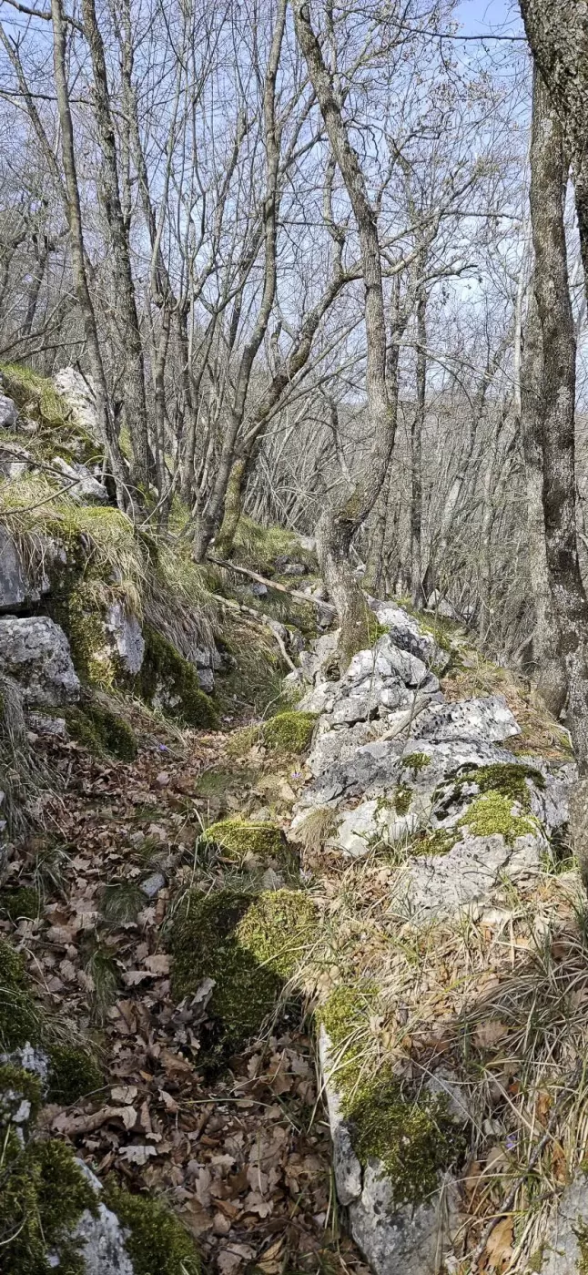 Ligne Maginot - COL DE SEGRA SUD-EST 2 - (Blockhaus pour arme infanterie) - Environnement