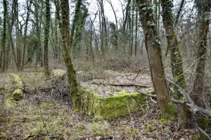 Ligne Maginot - SCHLAEGLE - (Abri) -  Vue de l'abri coté Nord-est