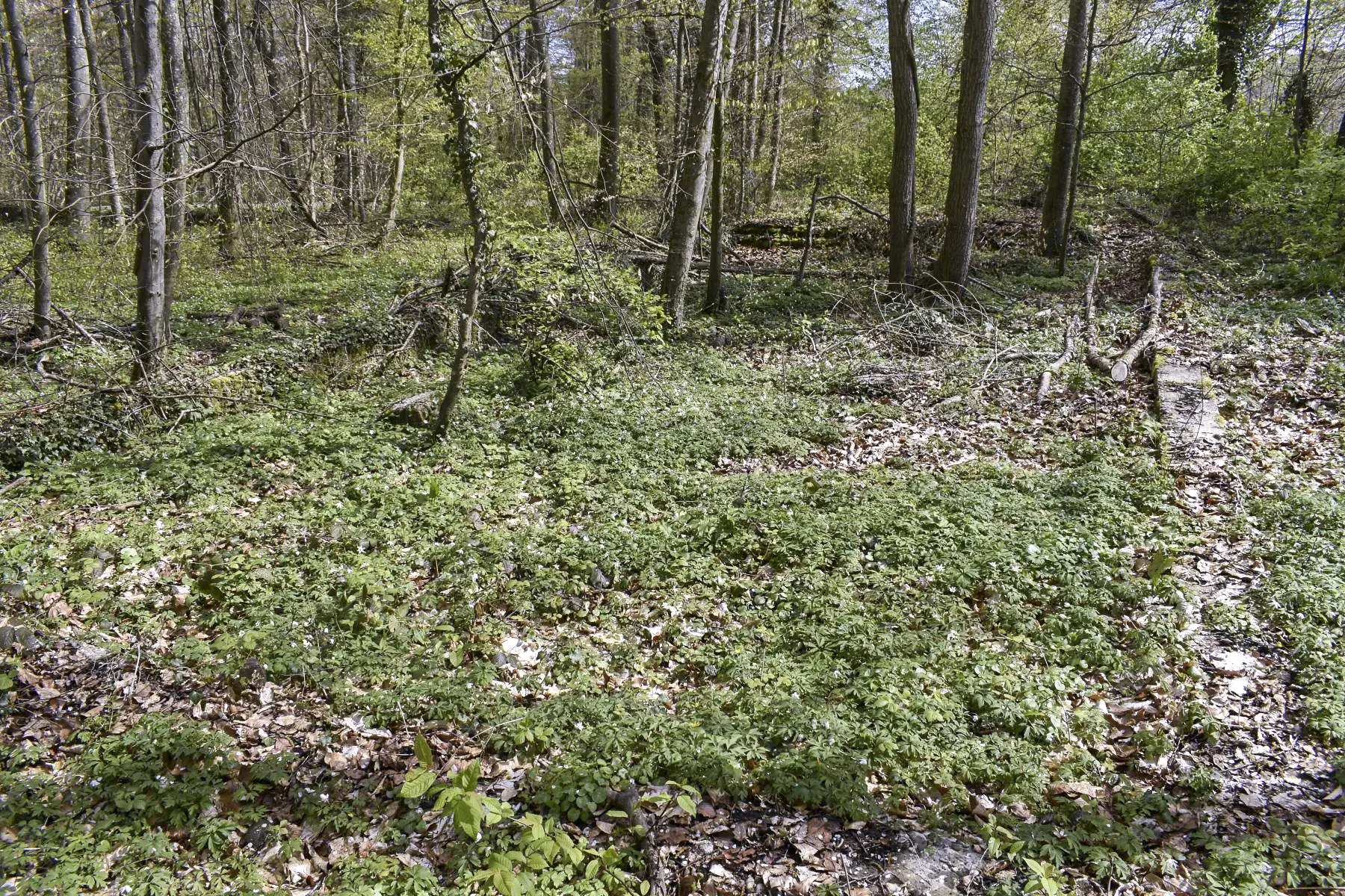 Ligne Maginot - WILLERHOF - (Dépôt de Munitions) - Emplacement de baraquement