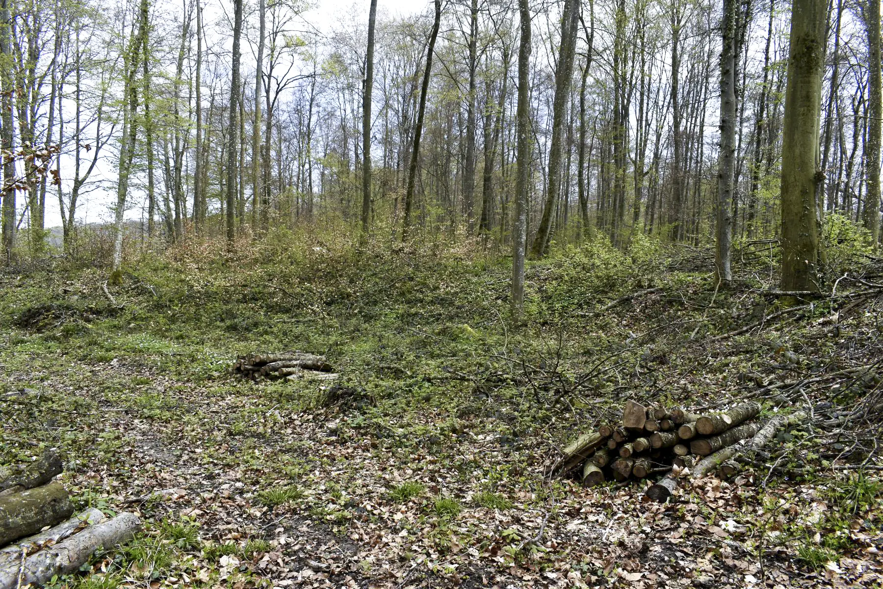 Ligne Maginot - WILLERHOF - (Dépôt de Munitions) - Une alvéole à munitions desservie par le chemin venant du portail 