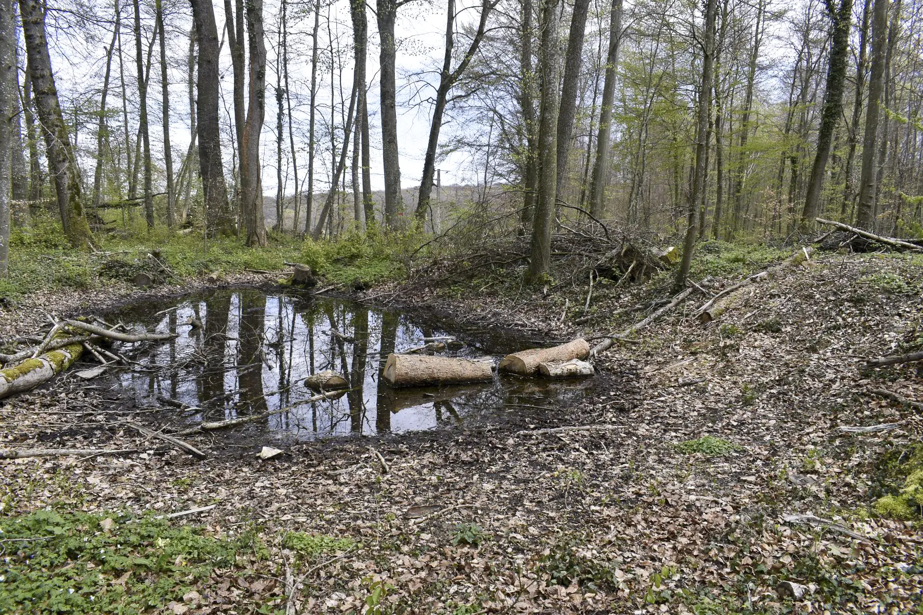 Ligne Maginot - WILLERHOF - (Dépôt de Munitions) - Une alvéole à munitions desservie par le chemin venant du portail 