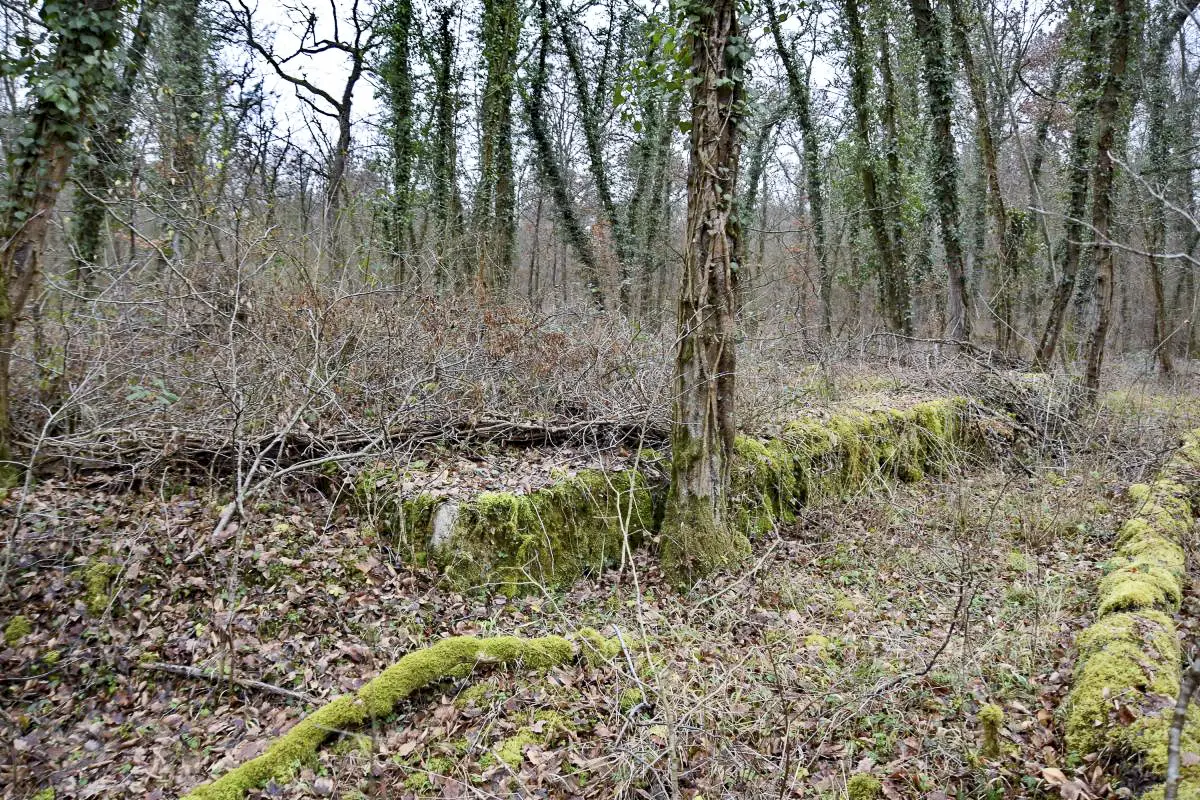 Ligne Maginot - SCHLAEGLE - (Abri) - Vue de l'abri coté Est