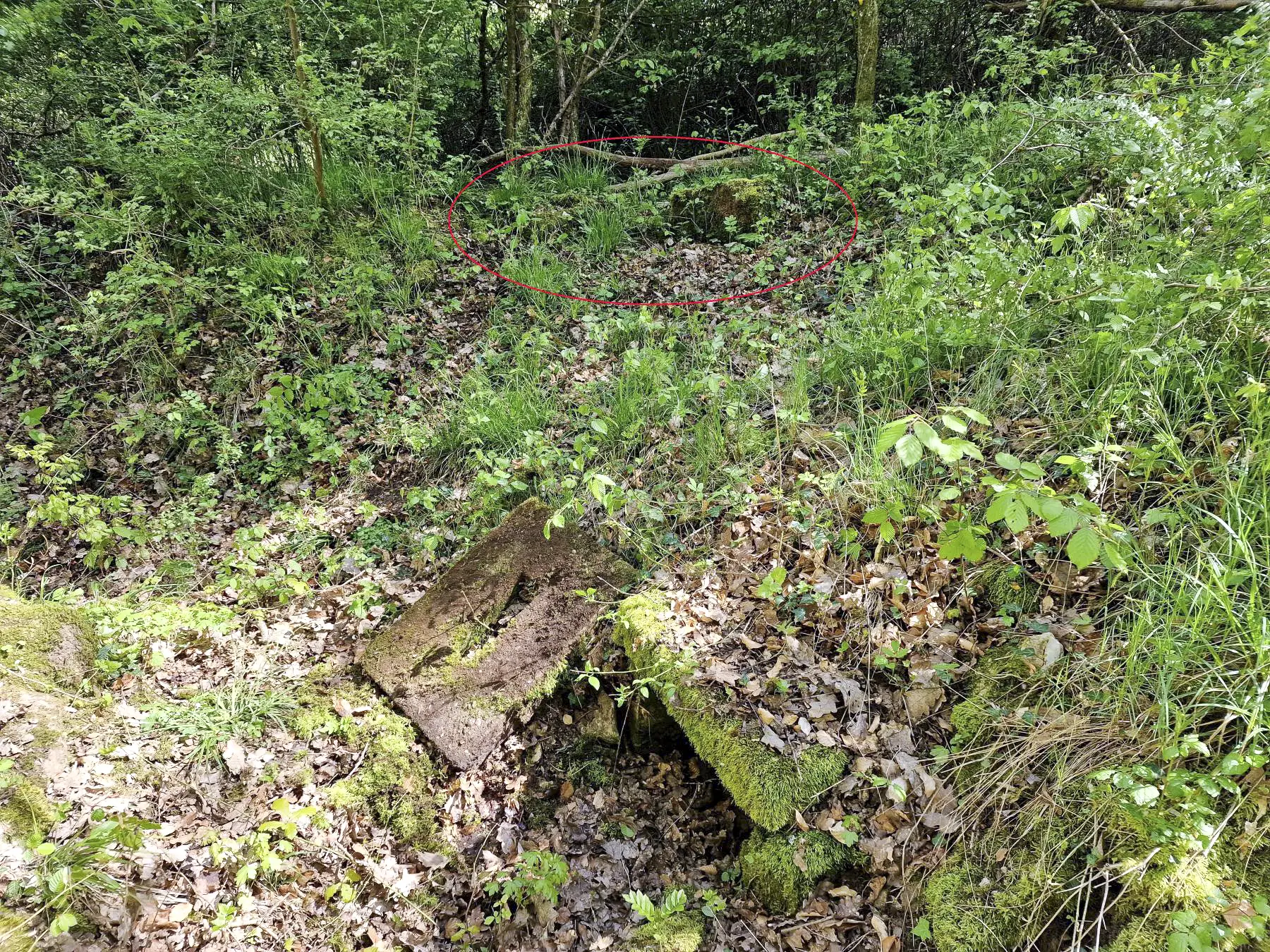 Ligne Maginot - WITZWALD 1 et 2 - (Cuve pour arme d'infanterie) - Petite niche à munitions avec, en arrière plan, second poste d'observation très recouvert