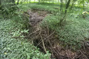 Ligne Maginot - CB335 - BOIS DE LA FANK - (Blockhaus pour arme infanterie) - Vestiges de tranchées près du blockhaus
