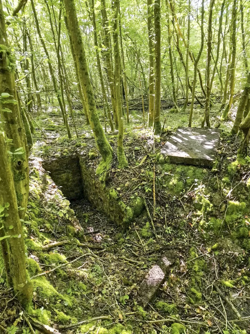 Ligne Maginot - LANGWIESERWALD 3 - (Observatoire indéterminé) - Poste d'observation
