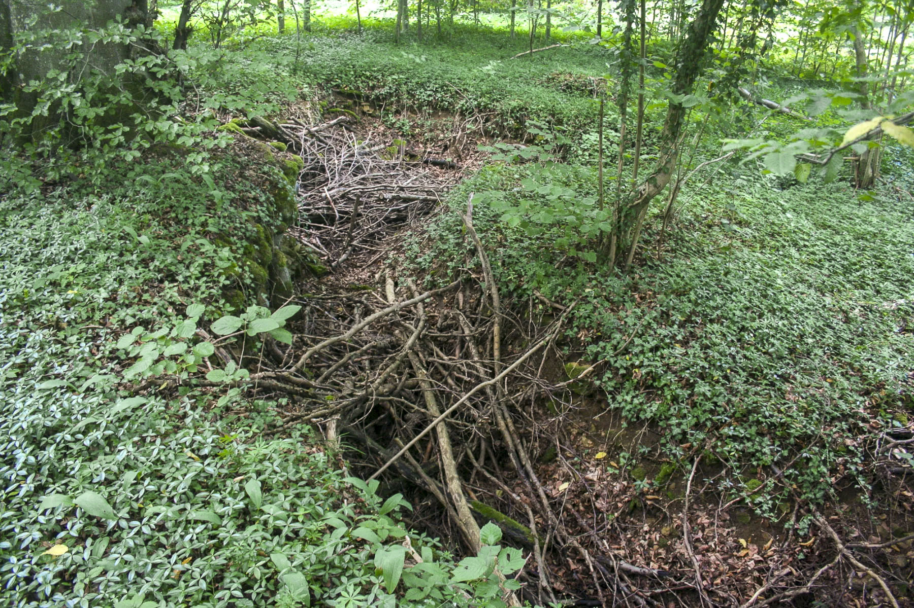 Ligne Maginot - CB335 - BOIS DE LA FANK - (Blockhaus pour arme infanterie) - Vestiges de tranchées près du blockhaus