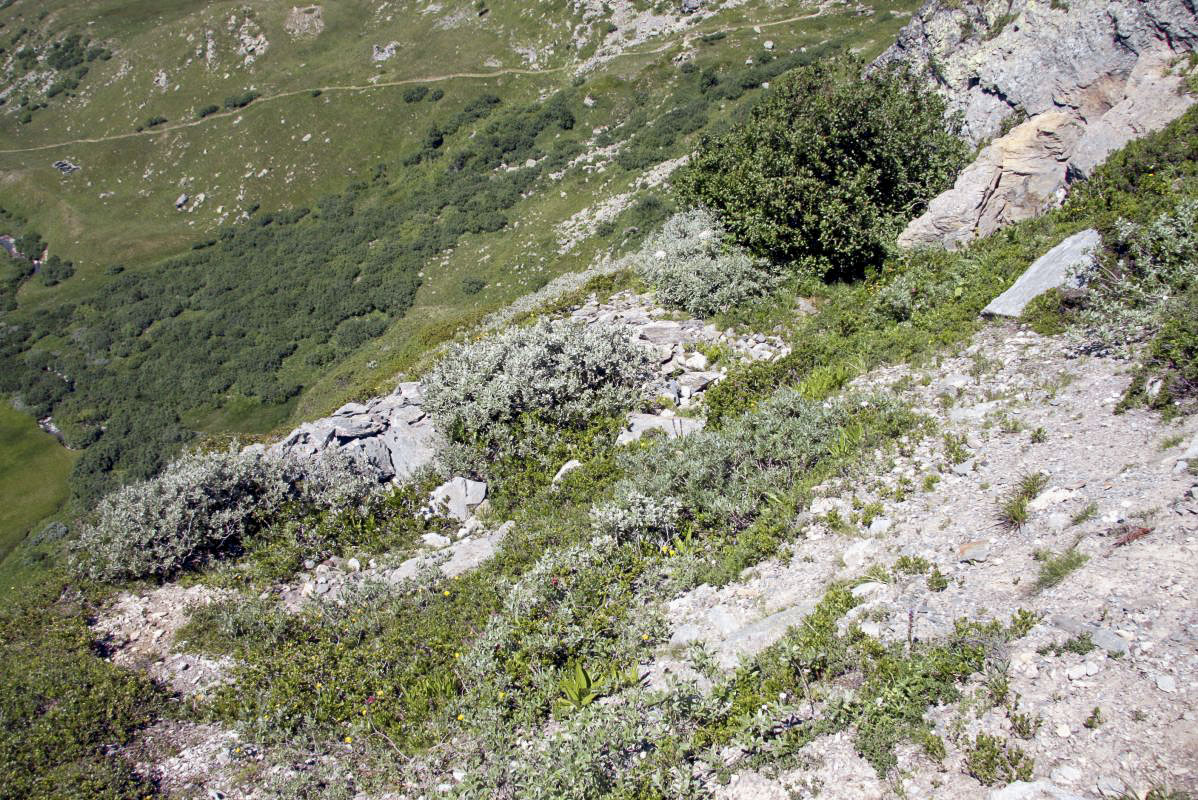 Ligne Maginot - NOTRE-DAME DES NEIGES 4 - (Blockhaus pour arme infanterie) - Juste derrière la position, l'emplacement des cantonnements