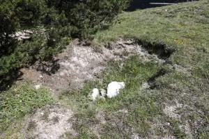 Ligne Maginot - MONT QUITAINE - (Observatoire indeterminé) - Excavation sur le sommet, arme d'infanterie probable