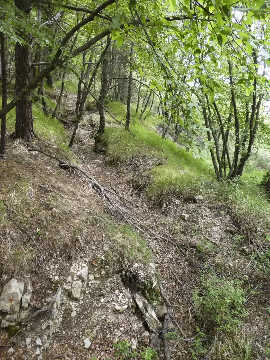 Ligne Maginot - RAVIN DE GAZOUIL - (Abri) - Environnement: Le point d'appui 