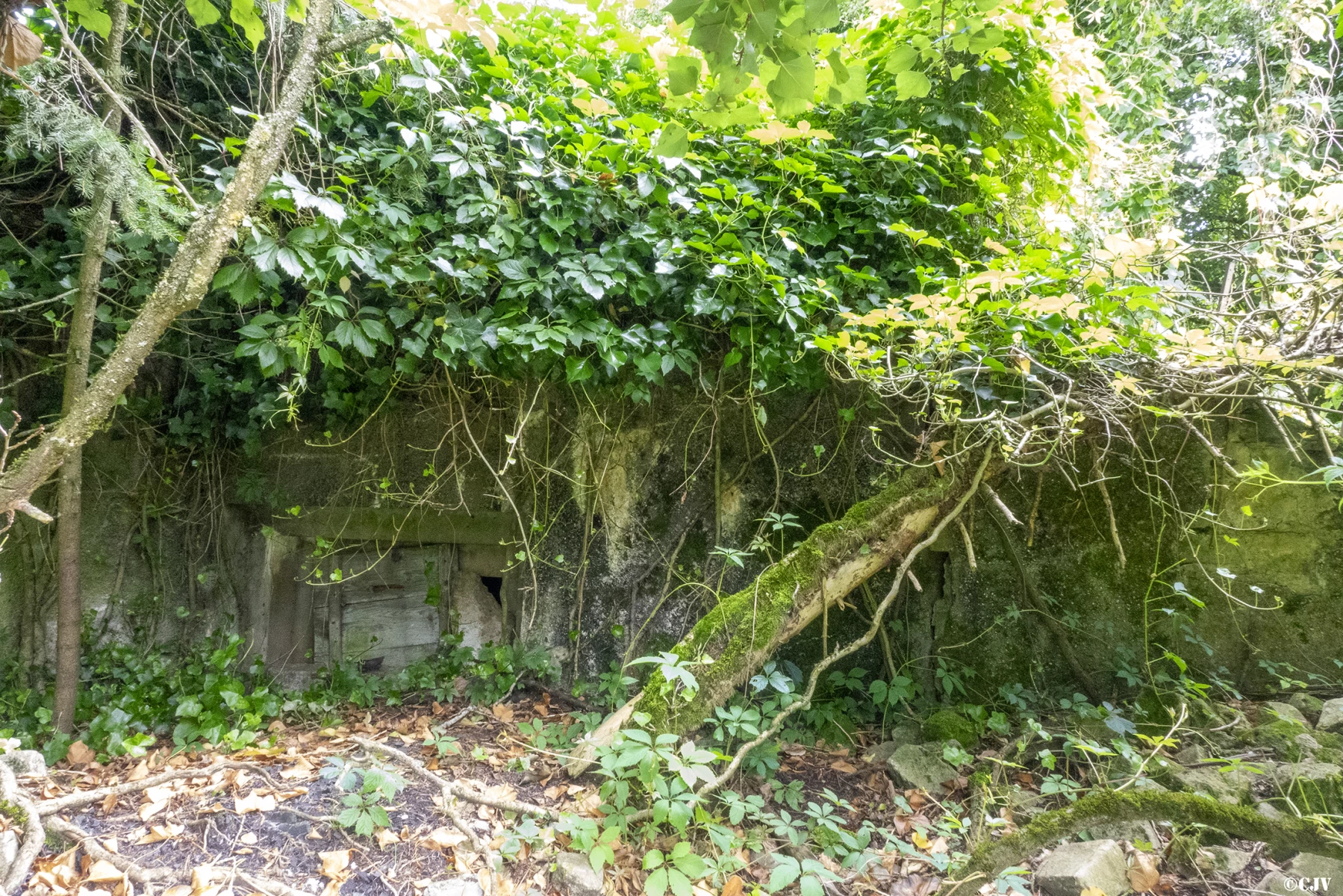 Ligne Maginot - DB308 - (Blockhaus pour canon) - Le blockhaus est entièrement recouvert d'arbustes