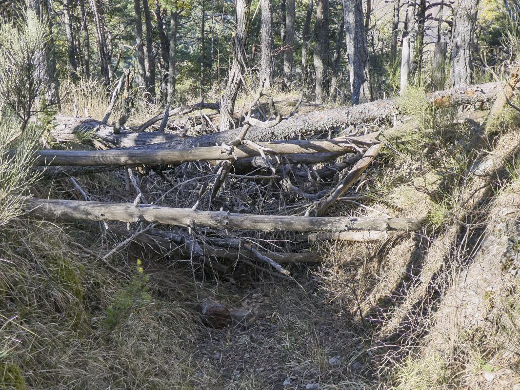 Ligne Maginot - PETITE TETIERE (POINT D'APPUI) - (Divers) - Abri