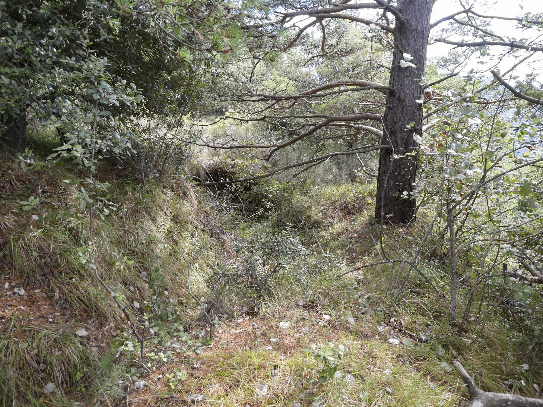 Ligne Maginot - COTE 902 - (Abri) - Environnement
Encuvement pour mortier nord-est