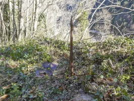 Ligne Maginot - VALABRES ANNEXE (OU SUD) (VA) - (Blockhaus pour arme infanterie) - 











Sur les dessus une construction indéterminée.
