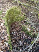 Ligne Maginot - MEISTERBUSCH 10 - (Cuve pour arme d'infanterie) - 