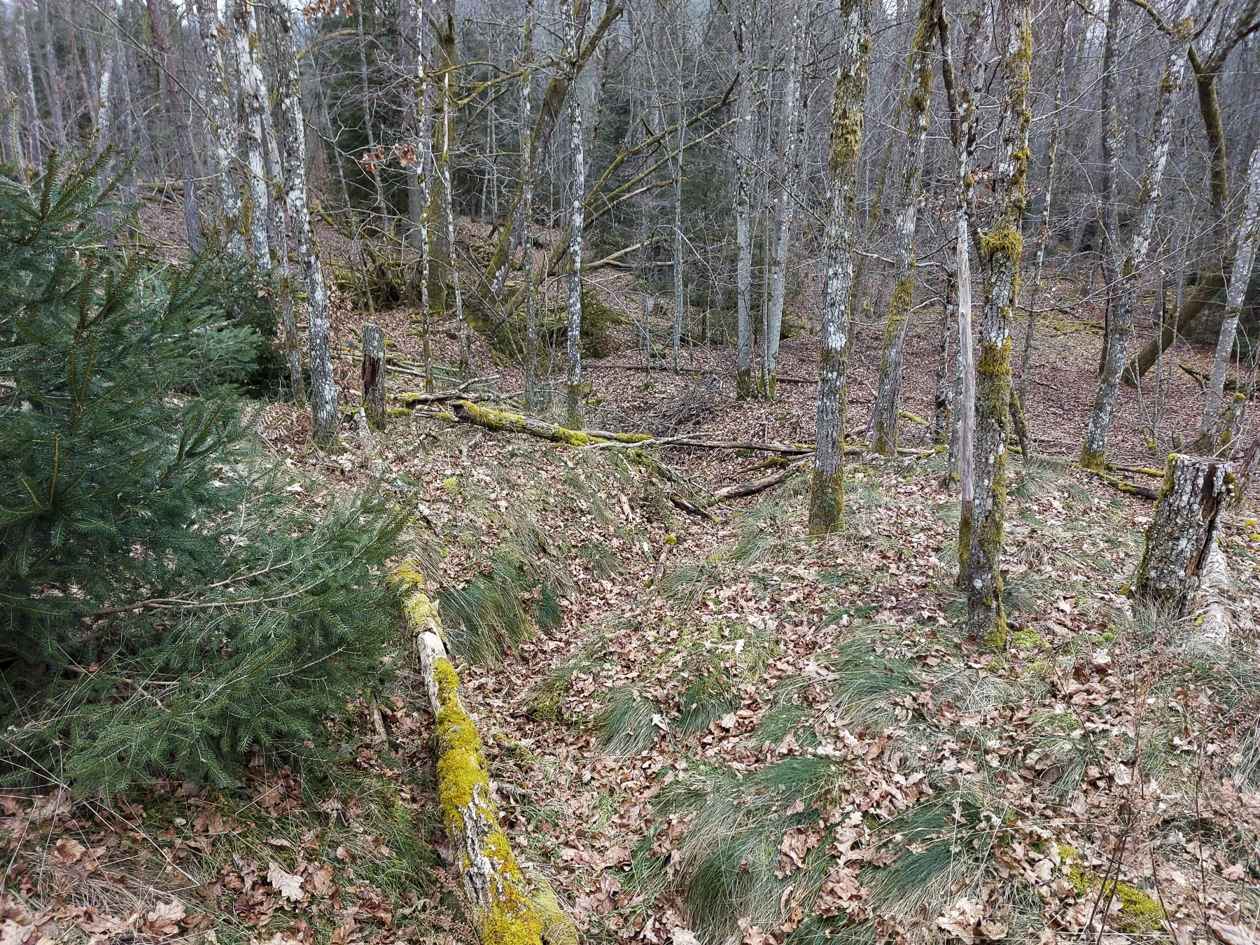 Ligne Maginot - ERBSENTHAL - (Cuve pour arme d'infanterie) - Tranchée vers le casernement et la casemate de Glasbronn
