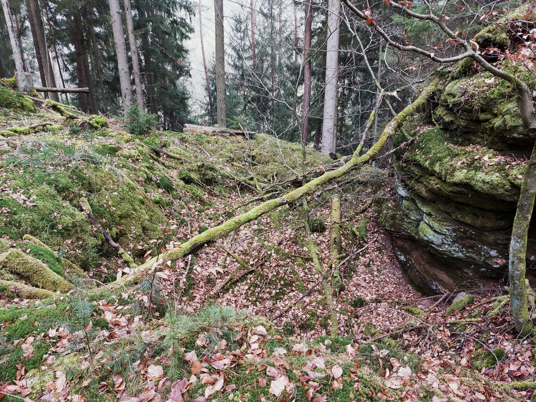 Ligne Maginot - HAUSBERG - (Abri) - Fouille d'un abri visible à l'arrière du rocher