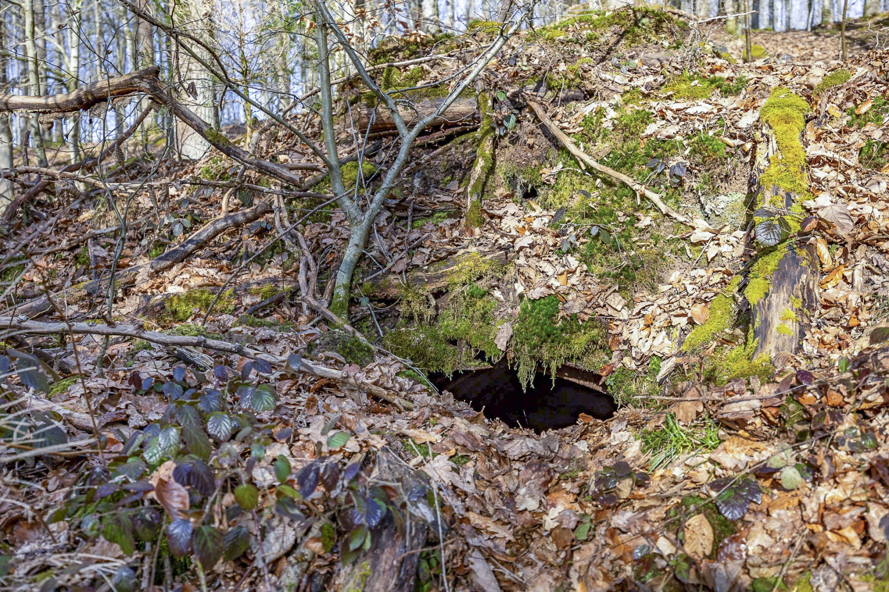 Ligne Maginot - HEILIGENBRONN  2 - (Abri) - L'entrée
