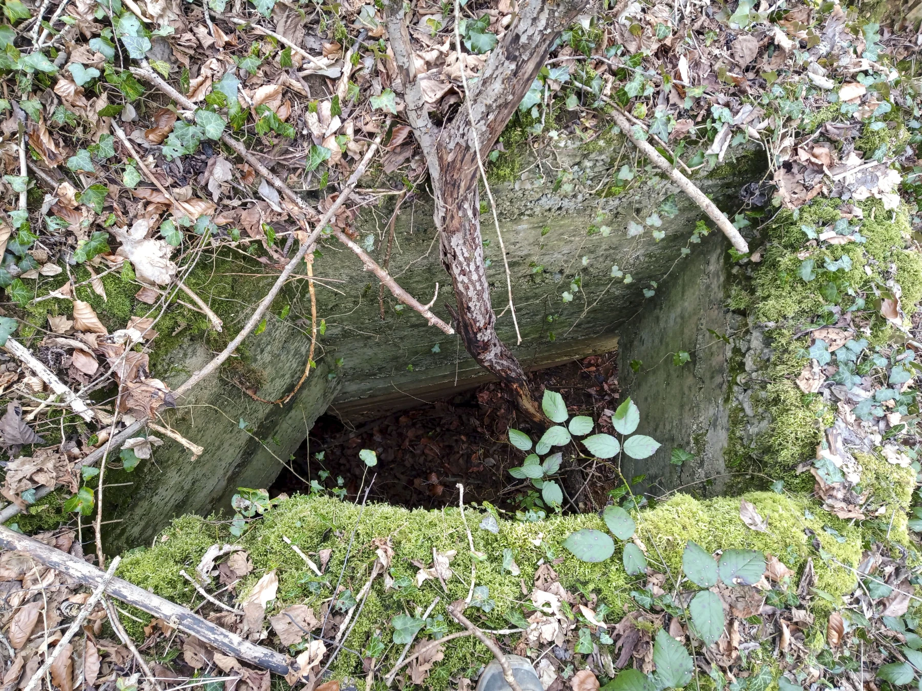 Ligne Maginot - BOIS DE SIGNY 1 - (Abri) - L'entrée en puits