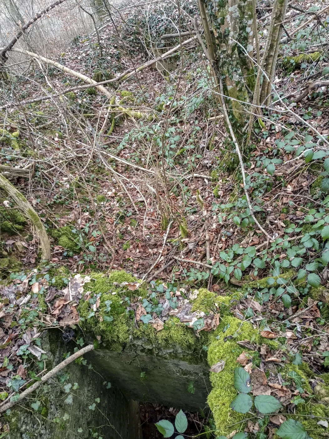 Ligne Maginot - BOIS DE SIGNY 1 - (Abri) - Tranchée