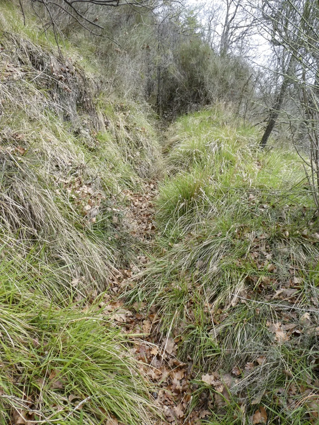 Ligne Maginot - BARBONNET 5 - (Cuve pour arme d'infanterie) - Environnement
Le tranchée de liaison