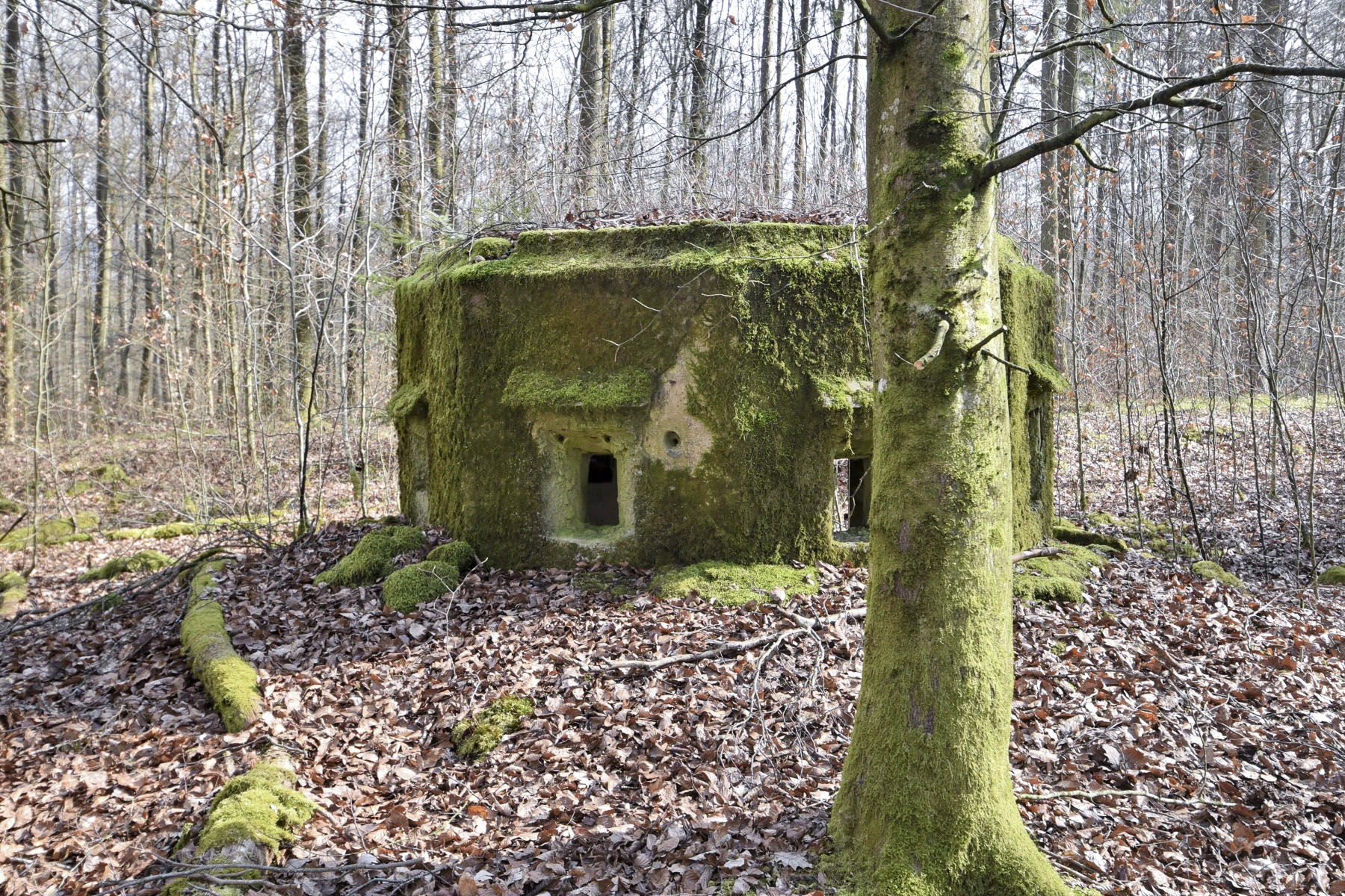 Ligne Maginot - FM20 - VOEGELSMATT 7 - (Blockhaus pour arme infanterie) - 