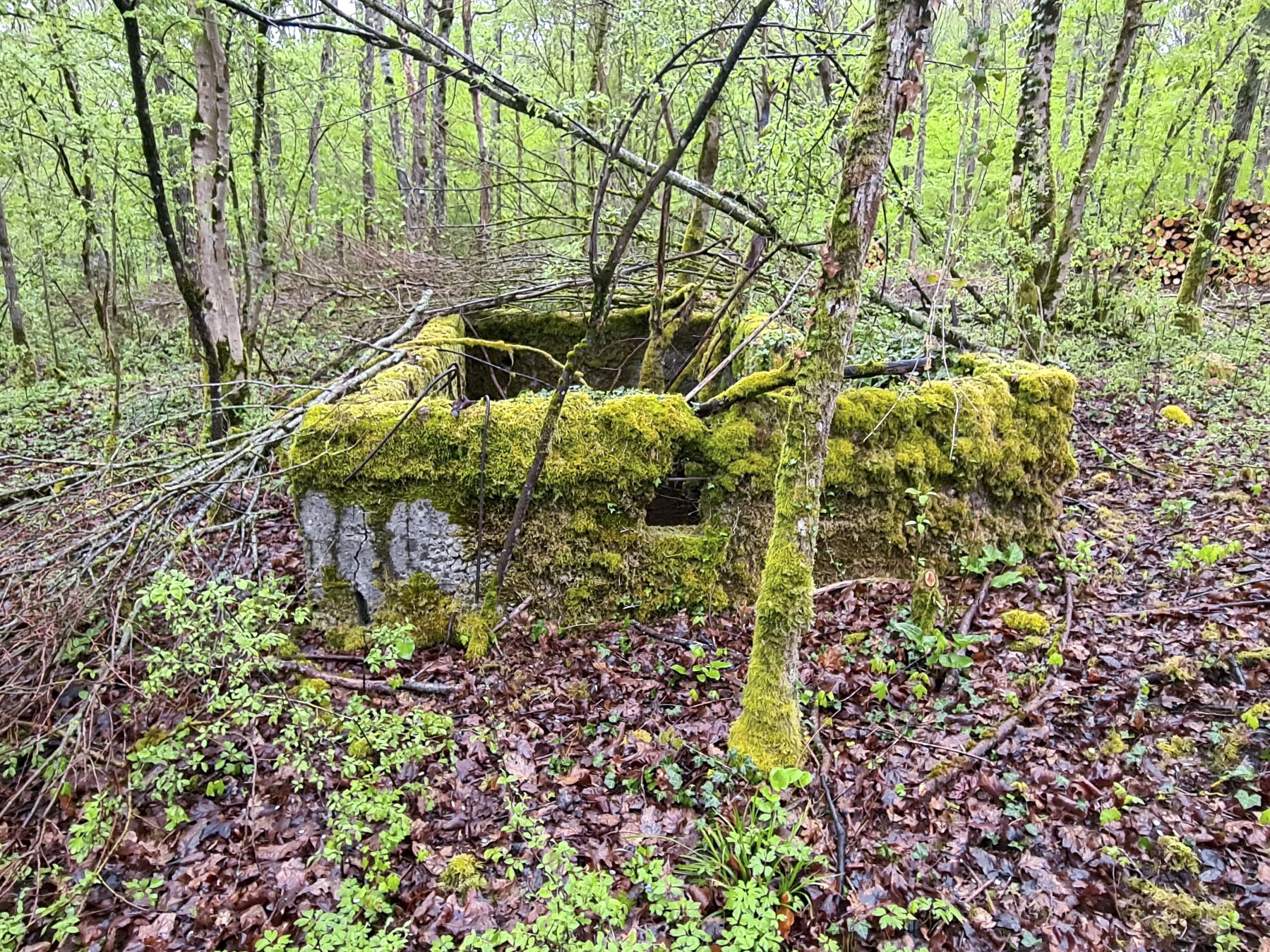 Ligne Maginot - NONNENWALD 11TER - (Blockhaus de type indéterminé) - 