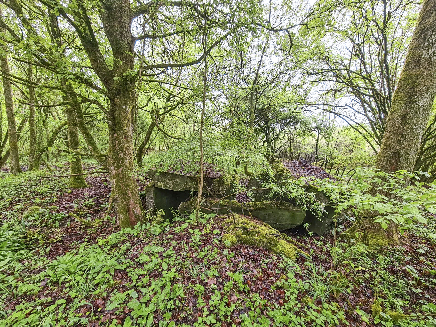 Ligne Maginot - NONNENWALD 3 - (Blockhaus de type indéterminé) - 