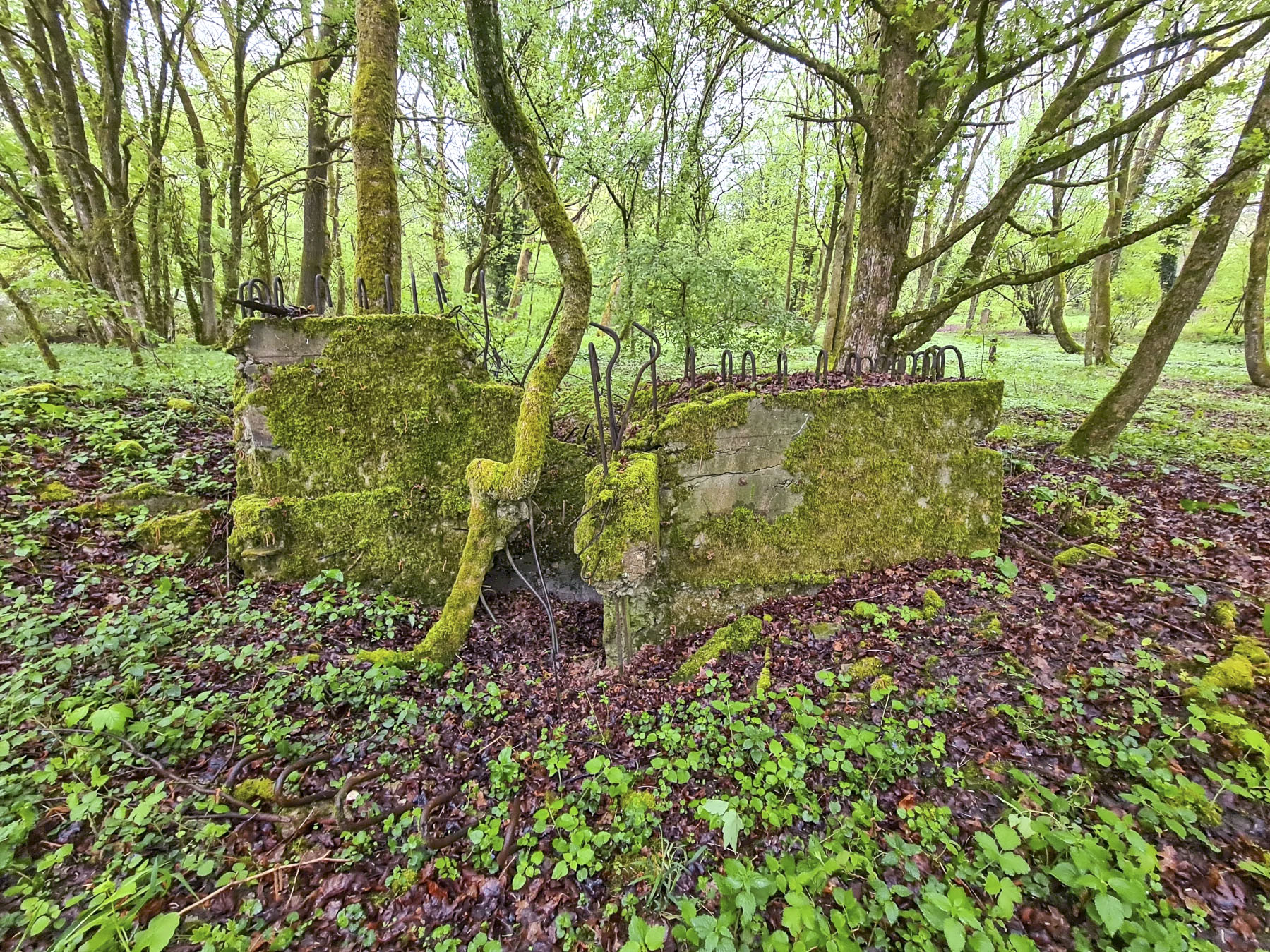 Ligne Maginot - NONNENWALD 3 - (Blockhaus de type indéterminé) - 