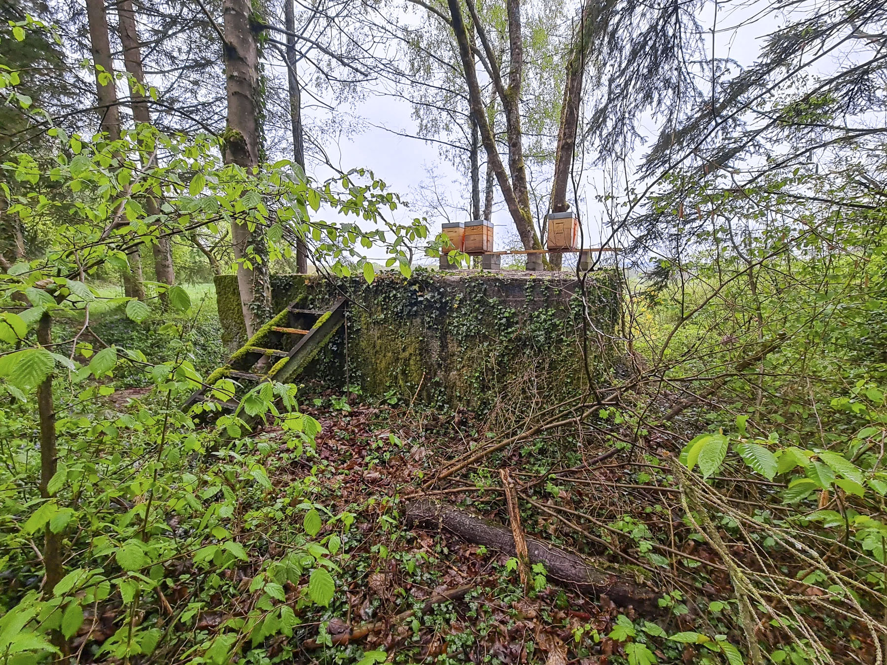 Ligne Maginot - NONNENWALD 2 - (Blockhaus pour arme infanterie) - 