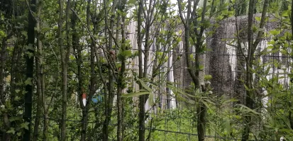 Ligne Maginot - BEF 697 - CHAPELLE MADAME - (Blockhaus pour canon) - 
